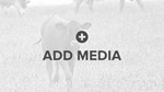 Add Media Placeholder